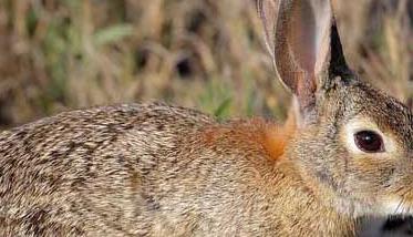 野兔的春季养殖要注意保温防寒（野兔冬天怎么保暖）