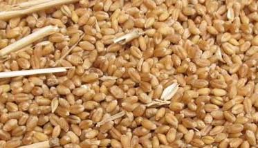 小麦胚芽油的作用（小麦胚芽油的作用功效）
