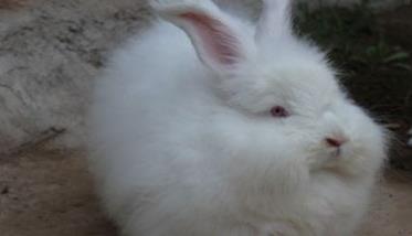 春季长毛兔高效养殖新技术 长毛兔养殖效益