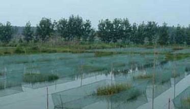 池塘养殖青虾高温期管理措施 青虾的养殖池塘应该为多大