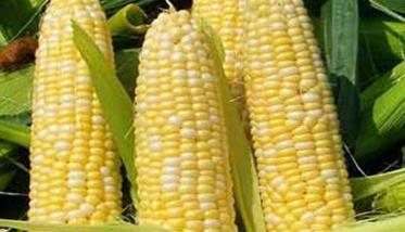 无公害早食鲜玉米栽培技术要点 无公害早食鲜玉米栽培技术要点是什么