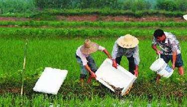 稻田养泥鳅技术 稻田养泥鳅技术视频直播回放