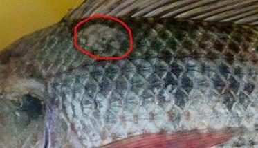 各种鱼的车轮虫病症状 鱼的车轮虫病的症状