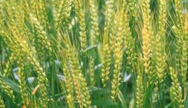 小麦增产的有效技术措施你知多少（小麦增产的三个阶段）