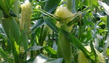如何种植甜玉米（甜玉米的种植技术和管理方法）