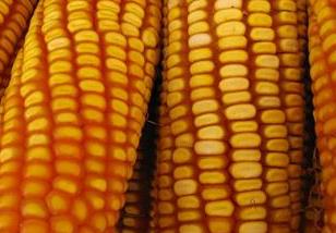 玉米千粒重一般多少 玉米千粒重多少克一斤