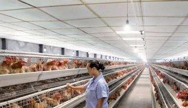 现代化养鸡场消毒参考 养鸡如何消毒鸡舍
