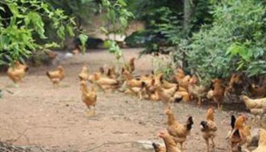 鸡住白细胞原虫病的特点与治疗措施 鸡住白细胞虫病的中间宿主