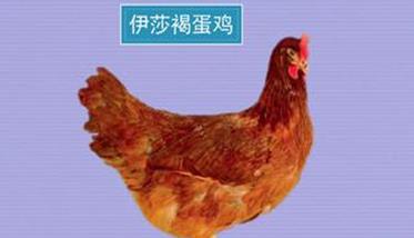 褐壳蛋鸡品种简介（褐壳蛋鸡有哪些品种）