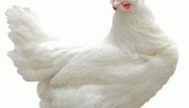 介绍三个白壳蛋鸡品种 绿壳蛋鸡品种介绍