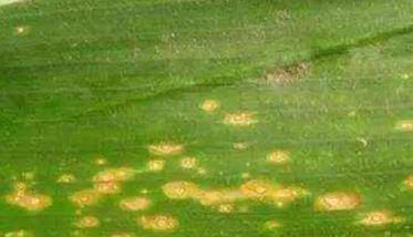 玉米弯孢菌叶斑病怎么治疗、防治 玉米弯孢叶斑病的症状