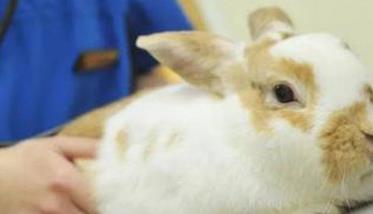 兔沙门菌病的症状与防治要点 兔沙门氏菌的症状
