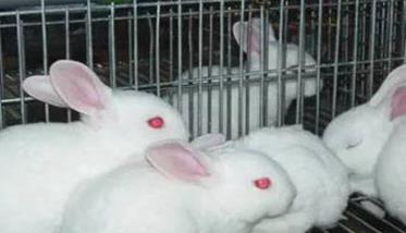 兔葡萄球菌病的主要症状有哪些 兔葡萄球菌病怎么治疗
