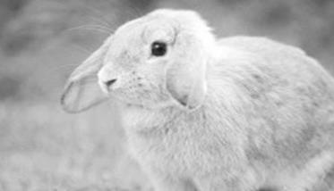 兔大肠杆菌病如何治疗 兔大肠杆菌感染的症状