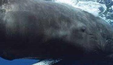 鲸鱼的祖先是什么样子的动物 鲸鱼的祖先是不是陆地动物