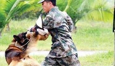 因犬制宜，区别对待的原则