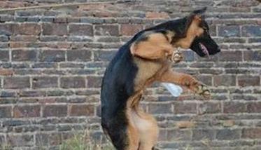 训练犬的基本方法主要有哪些 犬的初级训练