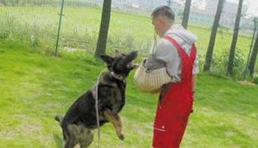训犬员必须准确掌握的四大训练要领 训犬员的要求