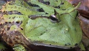 角蛙好养吗？角蛙怎么养？ 养角蛙需要注意什么