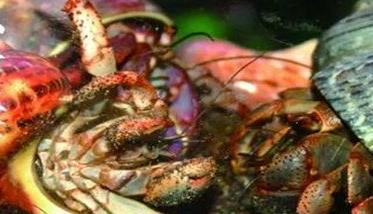 寄居蟹的生活习性 寄居蟹的生活环境和特点