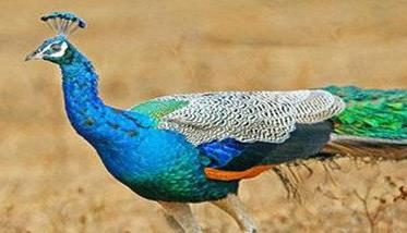 蓝孔雀是几级保护动物 蓝孔雀是几级保护动物,个人能否养殖