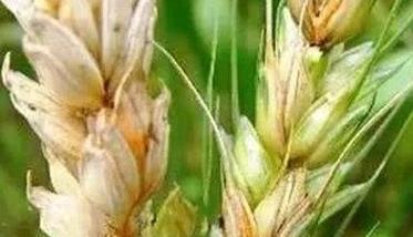 小麦吸浆虫的防治方法（麦田吸浆虫防治）