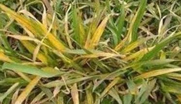 小麦苗期黄叶是什么原因 小麦苗期黄叶是什么原因造成的