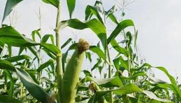 怎样种植甜玉米 怎样种植甜玉米苗视频