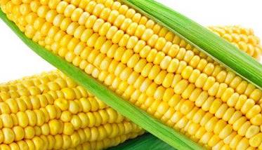 玉米种植高产技术要点 玉米高产栽培技术措施