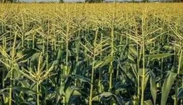 高赖氨酸玉米的栽培技术要点