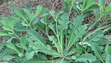 几种优质牧草种植方法 牧草怎么种植技术