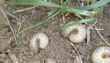 春季小麦地下害虫的防治（小麦地下害虫防治方法）