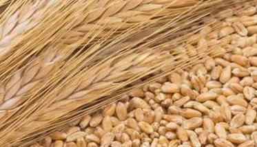 小麦播种期病虫防治技术建议 小麦苗期病虫害防治