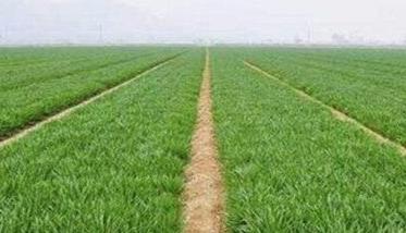 旱地小麦春季管理技术的四个要点 简述旱地小麦的栽培技术