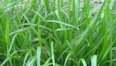 畜牧草有哪几种 畜牧草是什么草