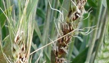 小麦散黑穗病的主要防治措施有哪些 小麦散黑穗病的主要防治措施有哪些呢