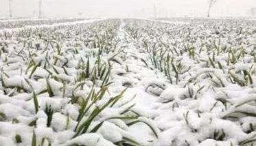 冬小麦冰雪灾害的减轻措施（对冬小麦危害最大的自然灾害）