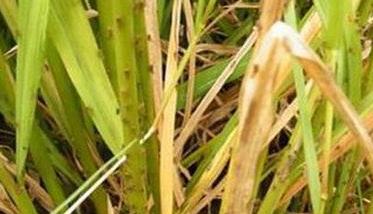 水稻枯心病的诊断识别与防治技术措施