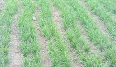 小麦返青期病虫草害防治技术 小麦返青病虫害的防治