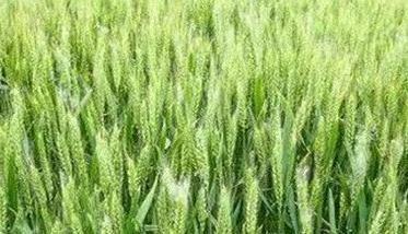 低温推迟小麦生育进程 低温对小麦生长发育的影响