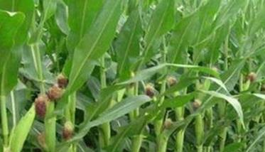 繁育玉米良种杂交种子品质检验 玉米杂交种的种子质量的国家标准