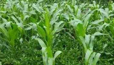 套种玉米的施肥原则、施肥方法与注意事项