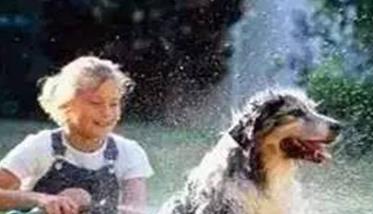 夏季养犬应如何做好日常管理 夏季养狗应注意事项