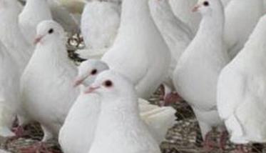 四种春季肉鸽常见病的防治方法（肉鸽常见疾病防治）