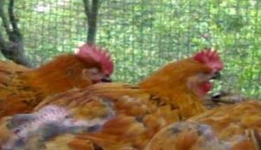 如何用农家土方巧治家禽疾病 如何预防家禽疾病