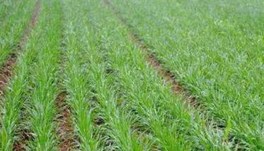 冬小麦如何施肥 冬小麦如何施肥可高产