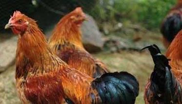 鸡传染性腺胃炎的特点及治疗 鸡传染性腺胃炎的发病原因