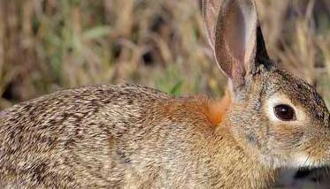 野兔的生活习性 野兔的生活特征和生活方式