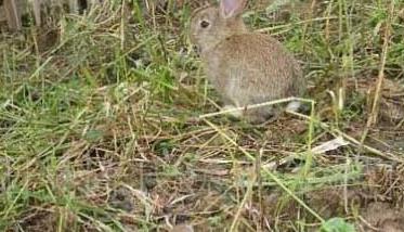 杂交野兔养殖技术 杂交野兔养殖基地
