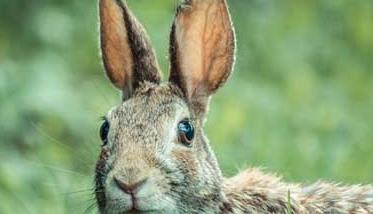 野兔的养殖前景分析 野兔养殖效益